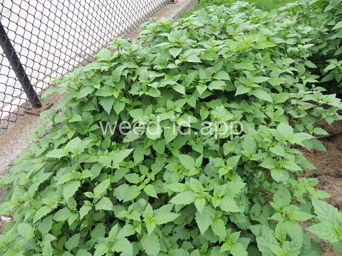 nightshade, eastern black